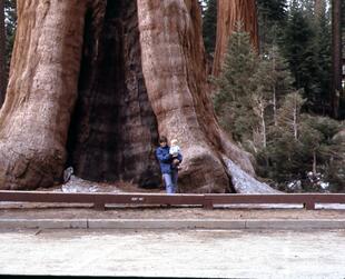 Sequoia Yosemite00016