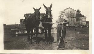 B1-21 George Dawson and his mules down south of haven