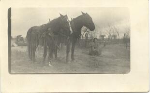 George Dawson's mules Bertha and Mabelle