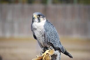 Louisiana Renaissance Festival 11-28-14 016